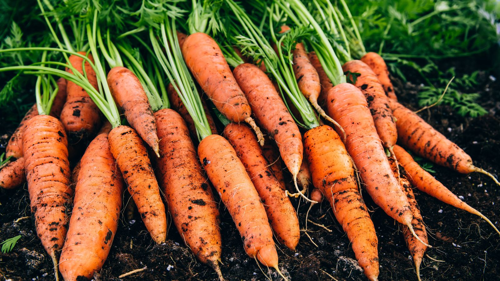 A close-up shot of piled up freshly harvested Carrots that are still covered in soil that is placed on top of dark rich soil showcasing its vibrant orange body and lush green tops in a well lit area outdoors