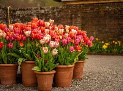 A close-up shot of potted flowers that you can plant November perennials