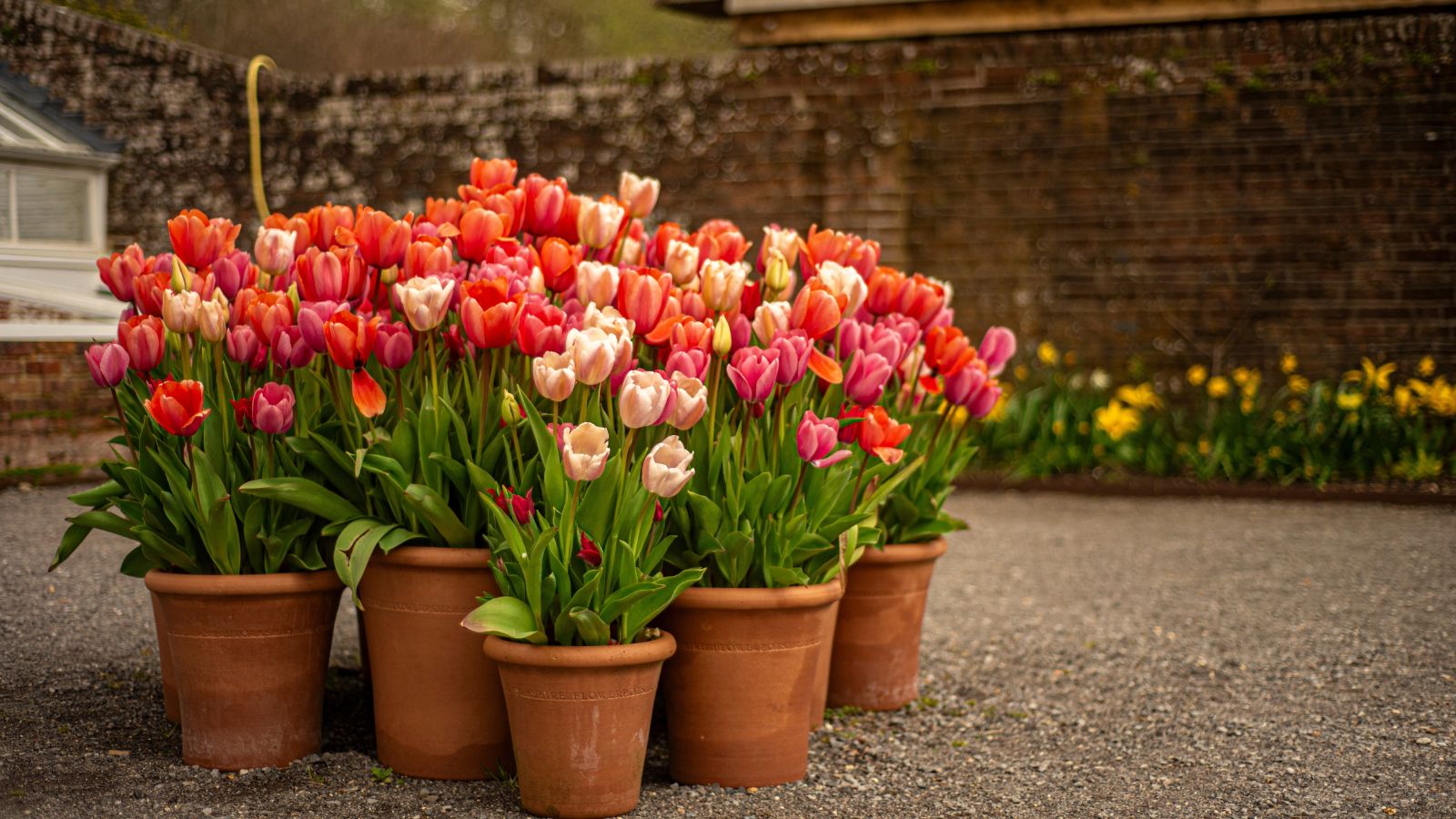 A close-up shot of potted flowers that you can plant November perennials