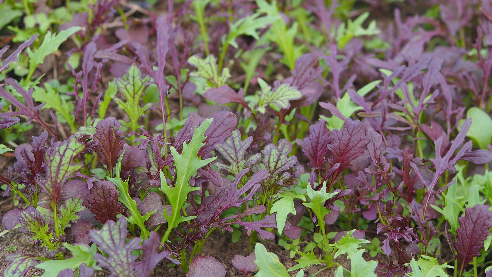 A close-up shot of a composition of red and green colored leaves Mizuna Mustard leaves, showcasing its various shaped leaves in a well lit area outdoors