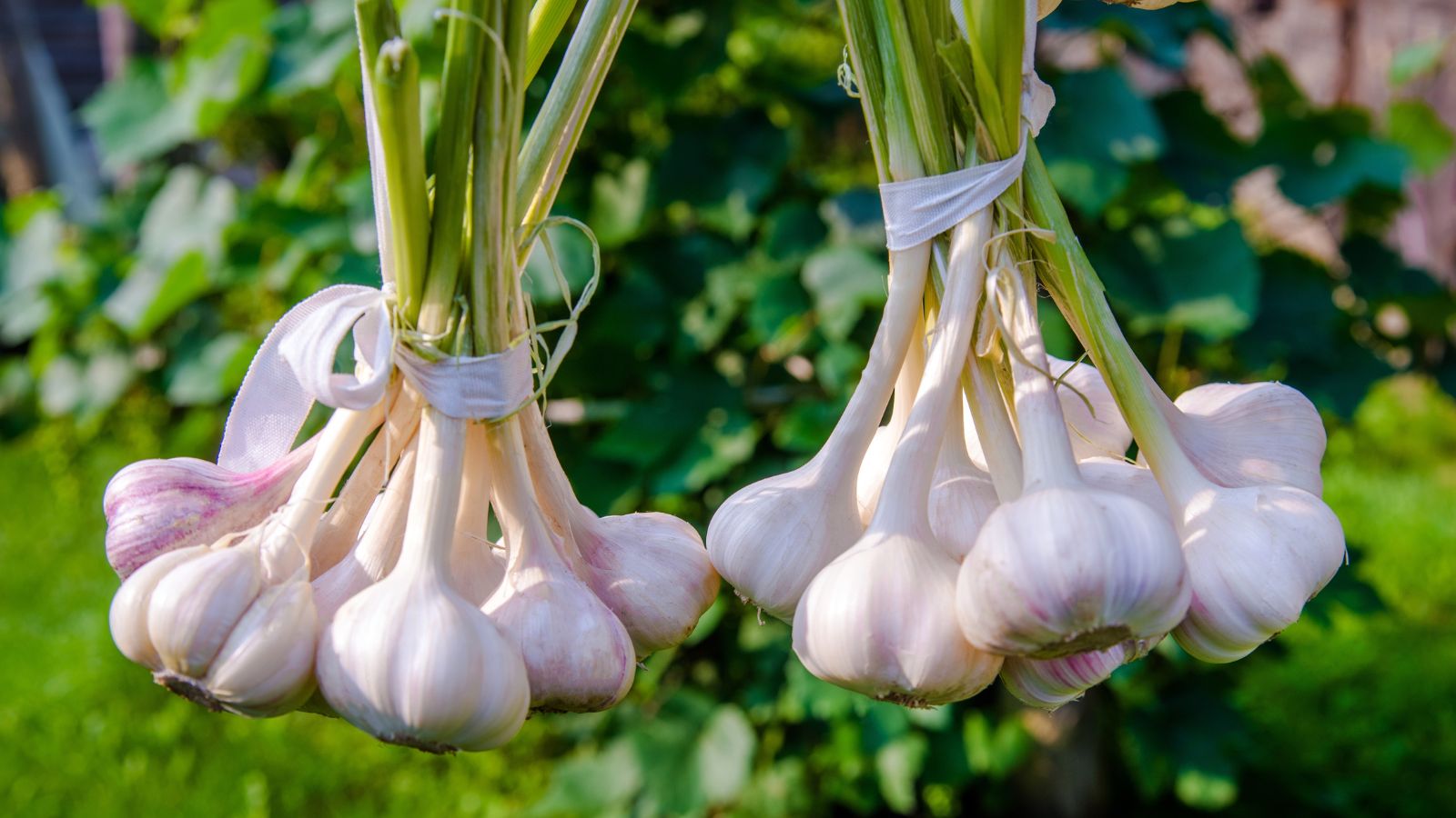 A close-up shot of several bundled-up and freshly harvested bulbs of Garlic crops using white ties all situated in a well lit area outdoors