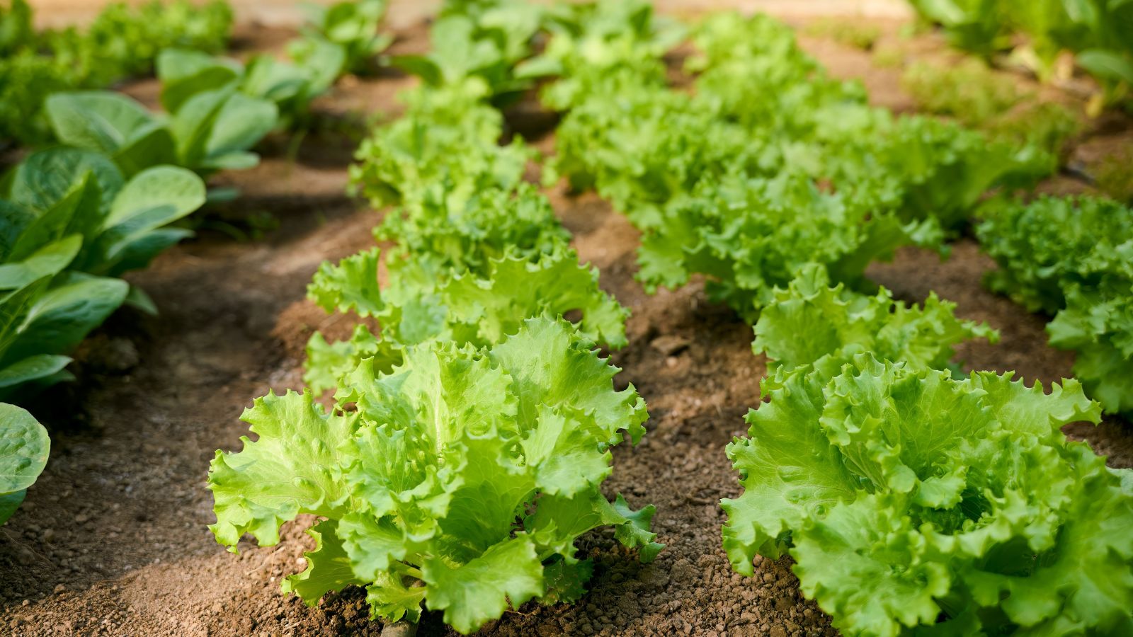 Rows of developing leafy crops showcasing its light green colored and ruffled leaves