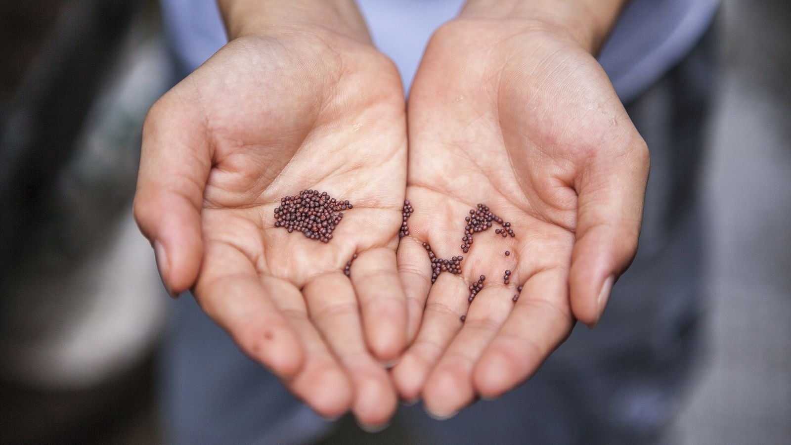 A focused shot of a person's hand holding a pile of plant germs in a well lit area