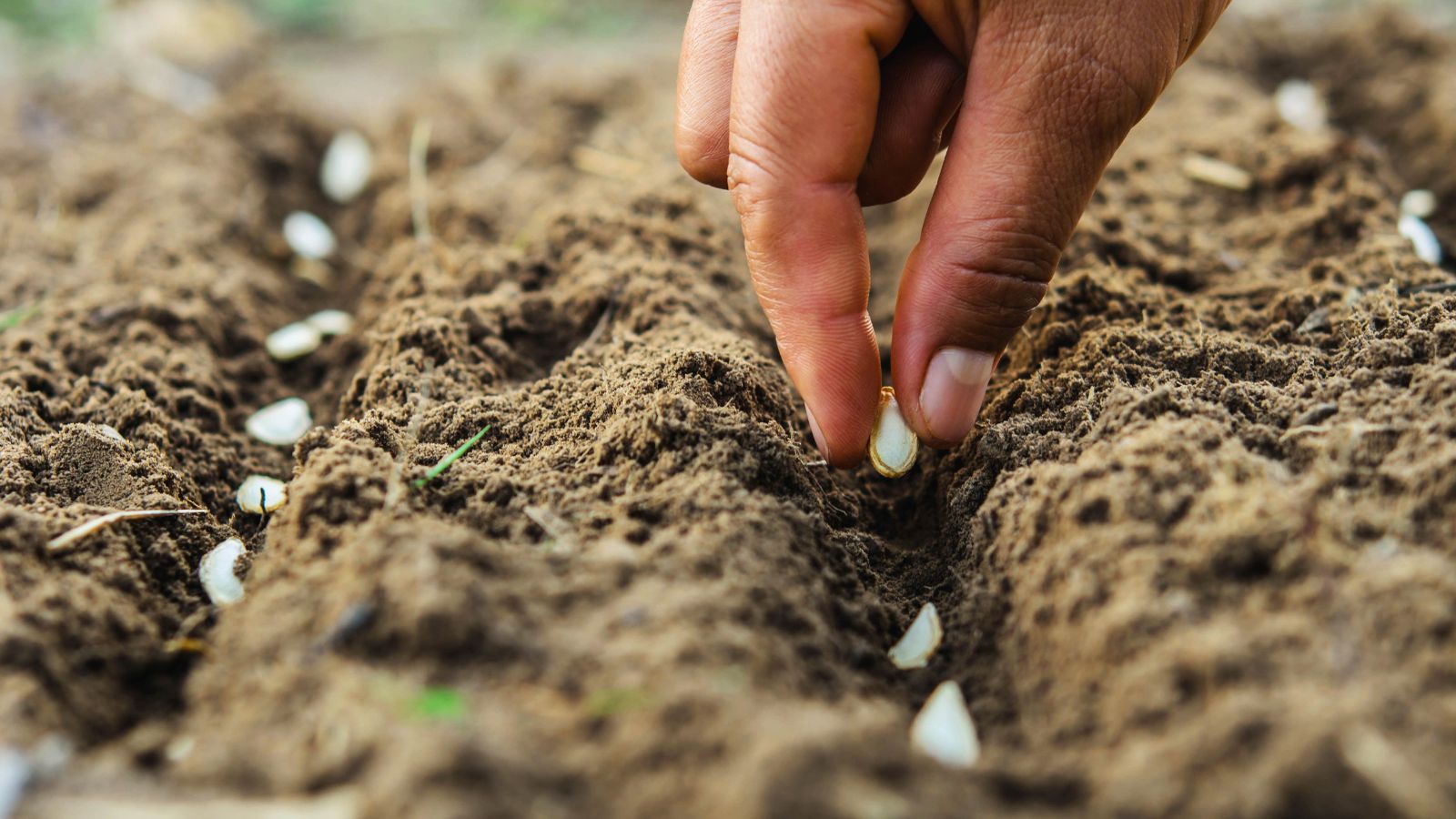 A focused shot of a person's hand sowing germs of plants in rows in rich soil in a well lit area outdoors