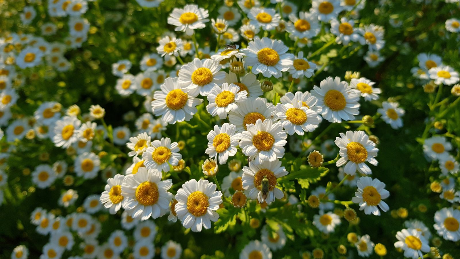 A focused shot of a small field of Feverfew flowers showcasing its yellow core and white petals all situated in a well lit area outdoors