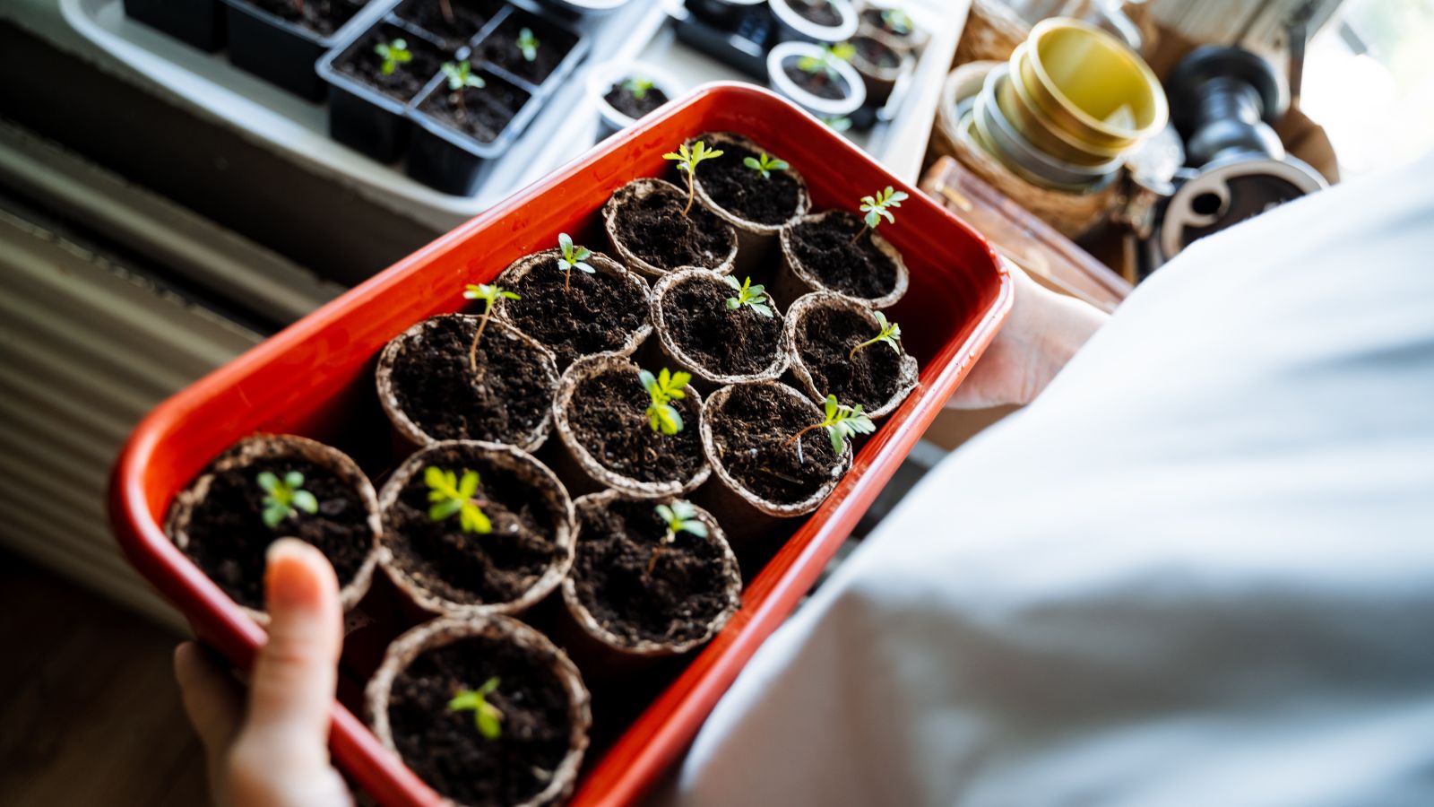 A focused shot of person holding a deep red tray filled with nursery pots and with growing seedlings, with the person in the process of placing it near a window along the other seedlings