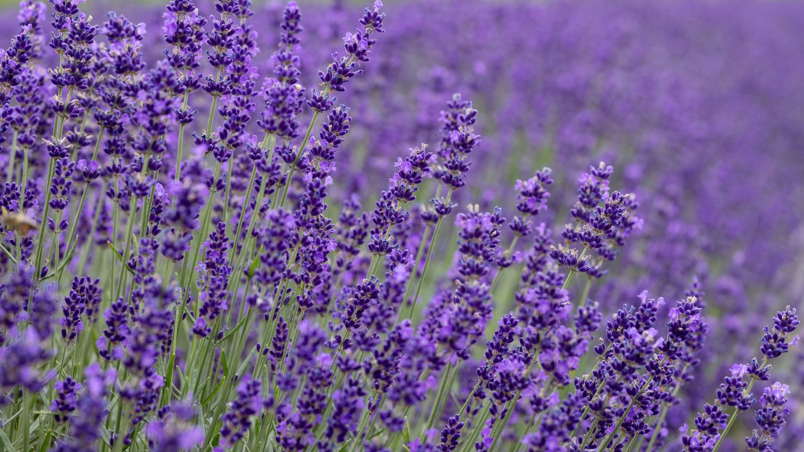 A shot of English Tall Lavender flowers with the same flowers in the background showcasing their tall stalks and purple flowers in a well lit area outdoors.