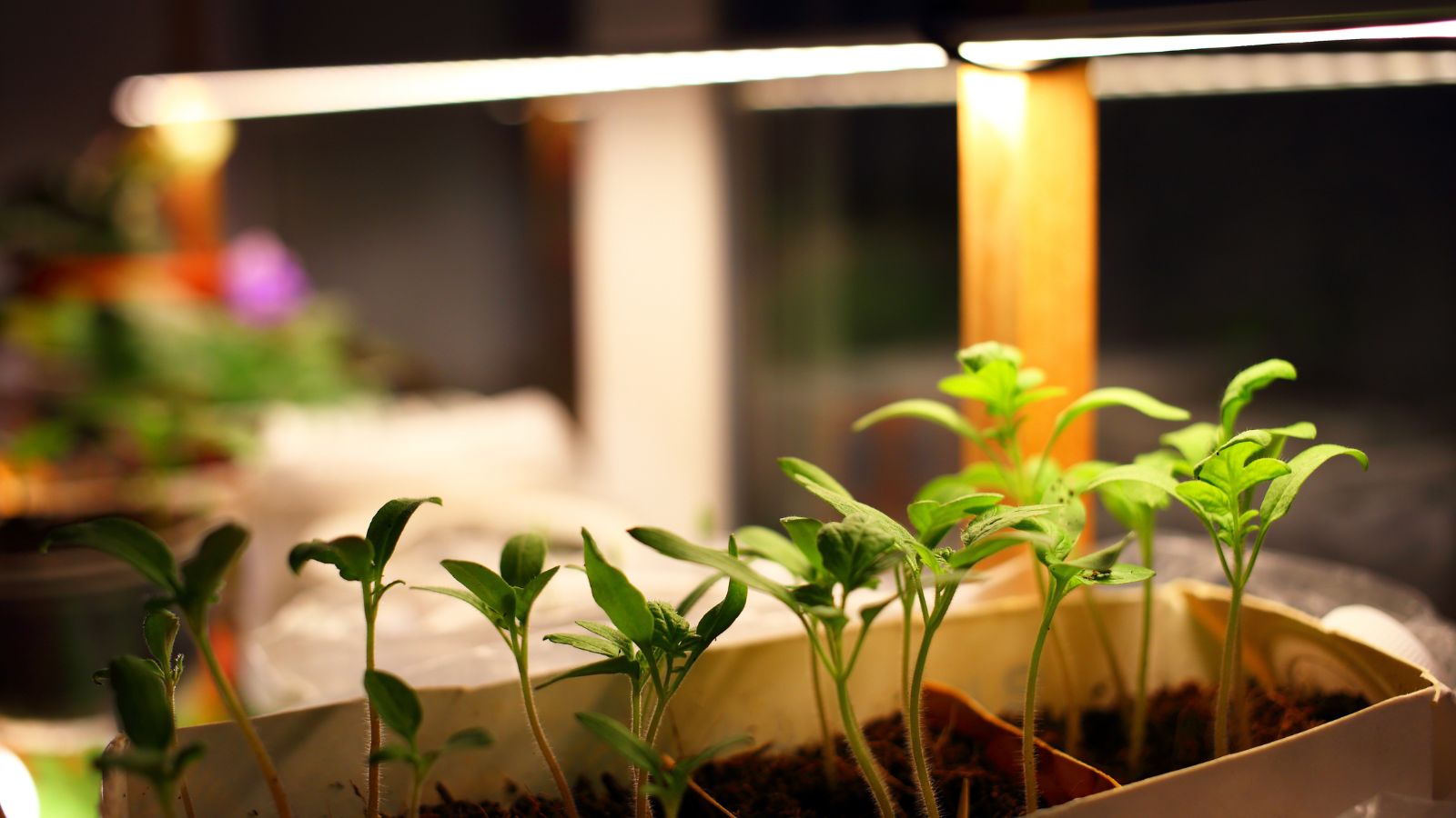 A shot of a grow light on top of a container with growing seedlings in an area indoors