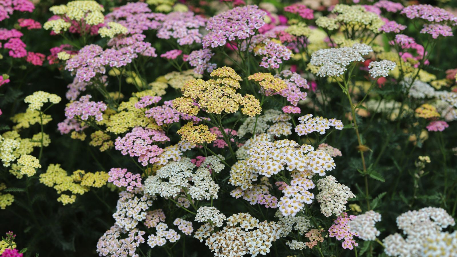 A shot of a large composition of multi-colored Yarrow flowers showcasing its delicate petals and green tall stems that is placed in a well lit area outdoors