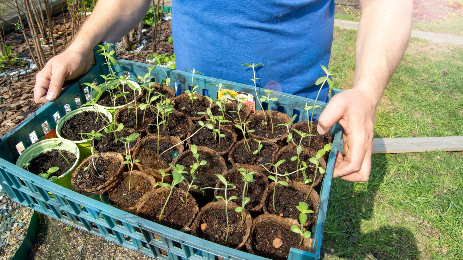 A shot of a person wearing a blue shirt holding a small plastic crate with multiple nursery pots and seedlings in a well lit area outdoors