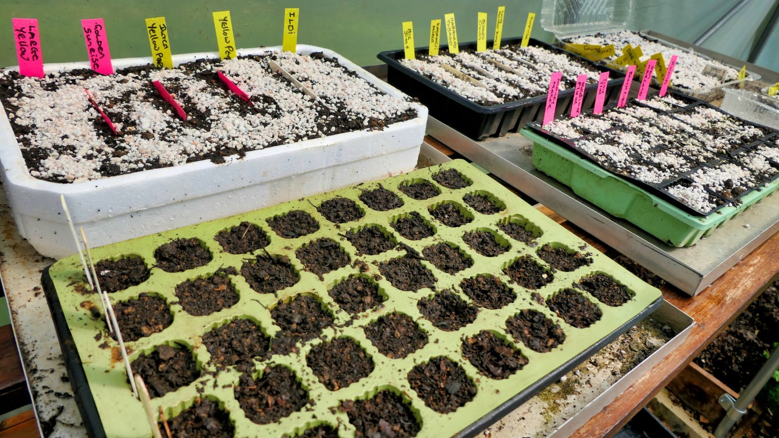 A shot of multiple germination trays with labels and is placed alongside each other with ample spacing to promote circulation of stagnant air, all situated in a well lit area