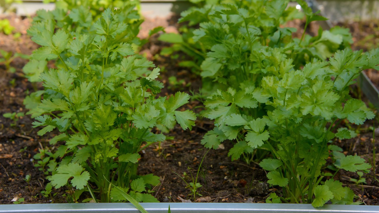 A shot of several rows of Cilantro herbs showcasing its leaves and stems that is  placed on rich soil in a well lit area outdoors