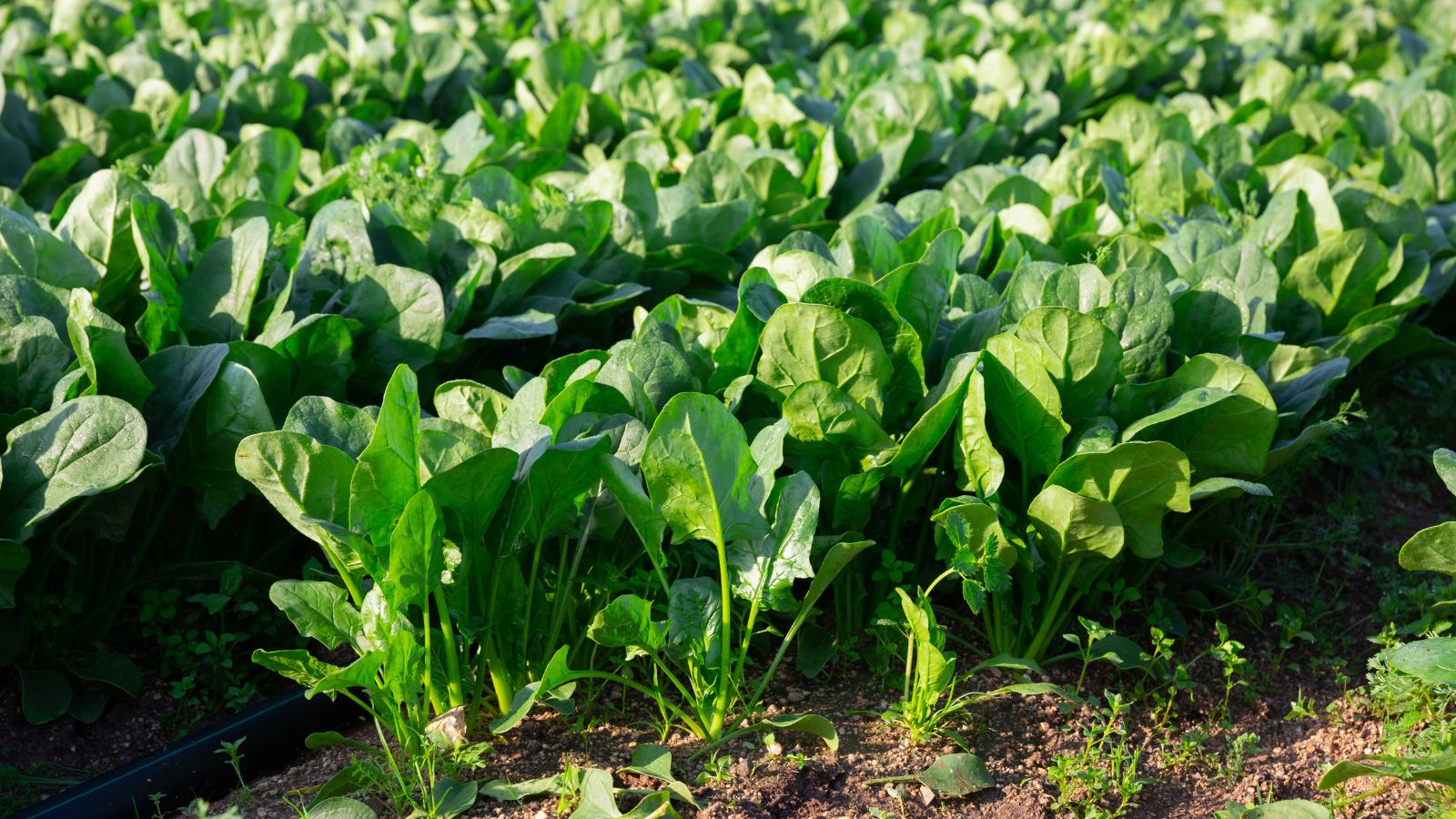 A shot of several rows of Spinach plants showcasing its lush green round leaves and sturdy stems planted on rich soil in a well lit farm area outdoors