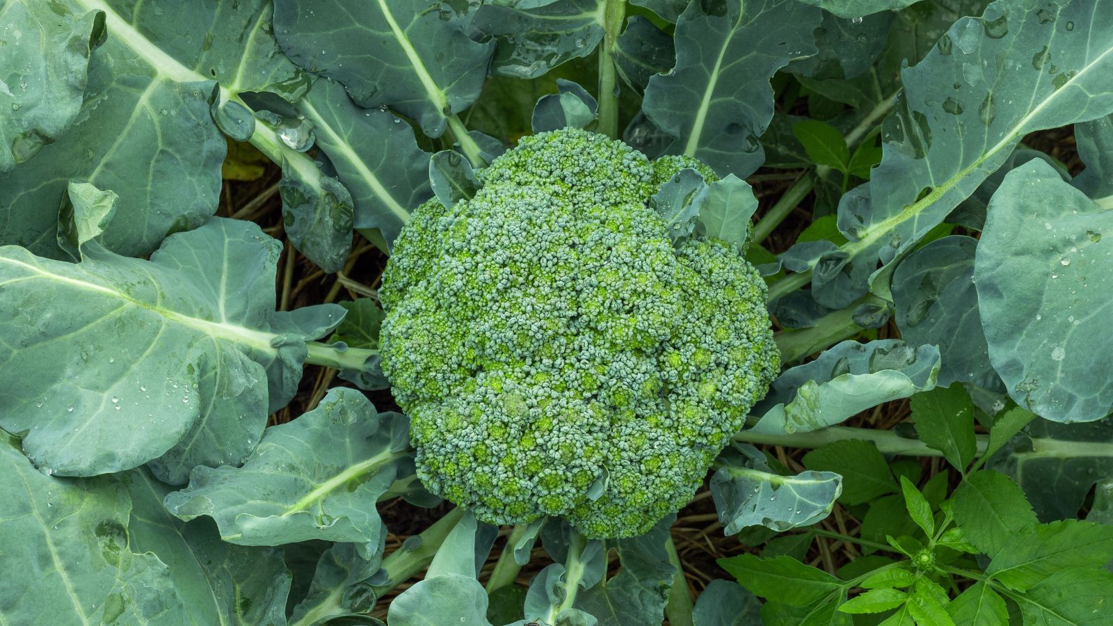 A top-view and close-up shot of a growing Broccoli crop showcasing its mature bud or crown along its lush leaves all situated in a well lit area outdoors