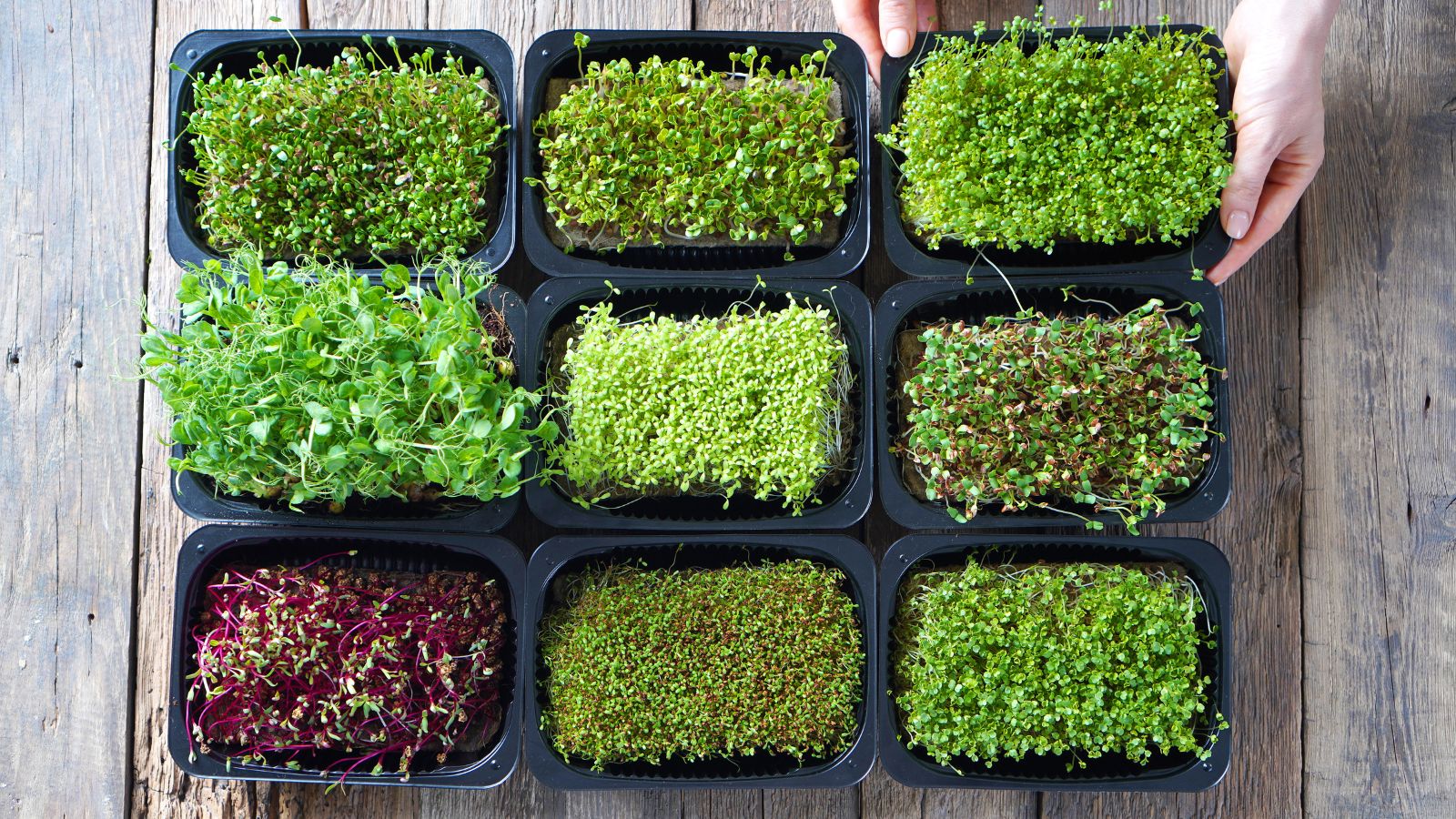 A top-view and close-up shot of various microgreens showcasing their different sprout, all placed on small black containers on top of a wooden container in a well lit area indoors