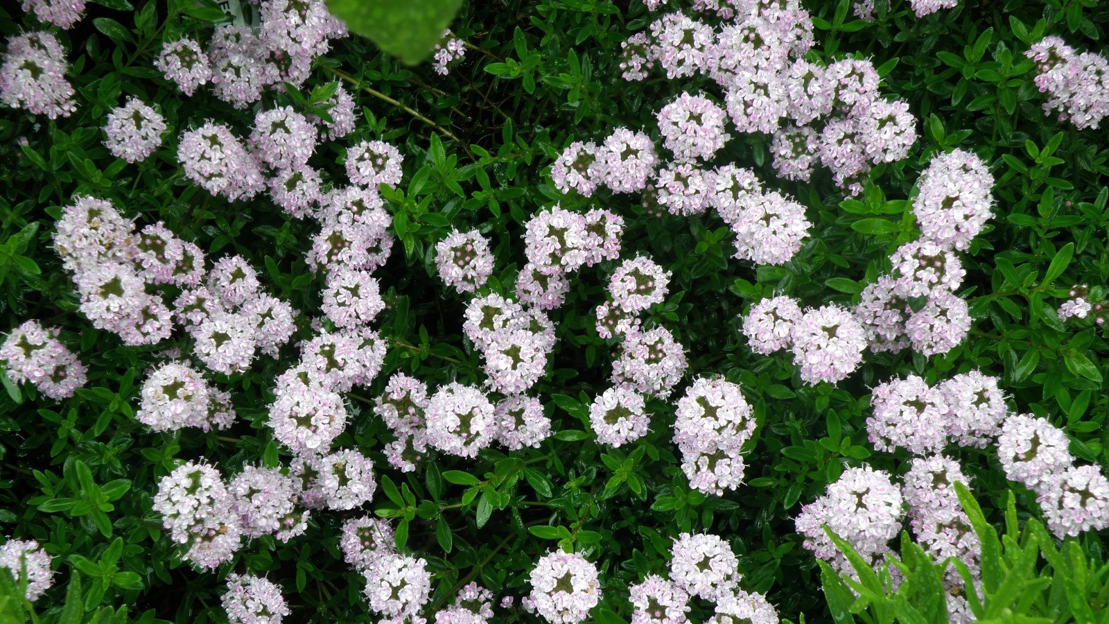 A top-view shot of English Thyme plants showcasing its lush green leaves and white-pink blooms in a well lit are outdoors