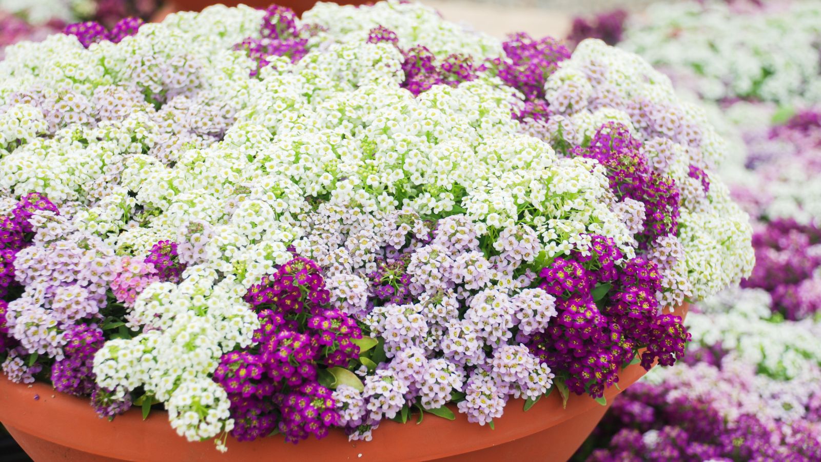 A shot of Alyssum with various different colors that is placed on a large pot with the same blooms in the background, all placed in a well lit area outdoors