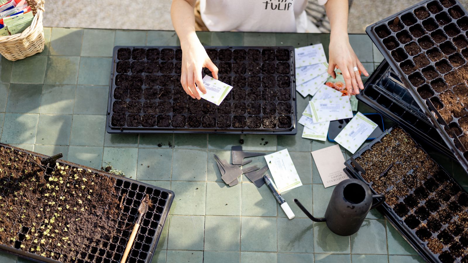 An overhead flat lay shoot of a person sowing germs of plants in batches in several different trays on top of a tiled surface in a well lit area outdoors