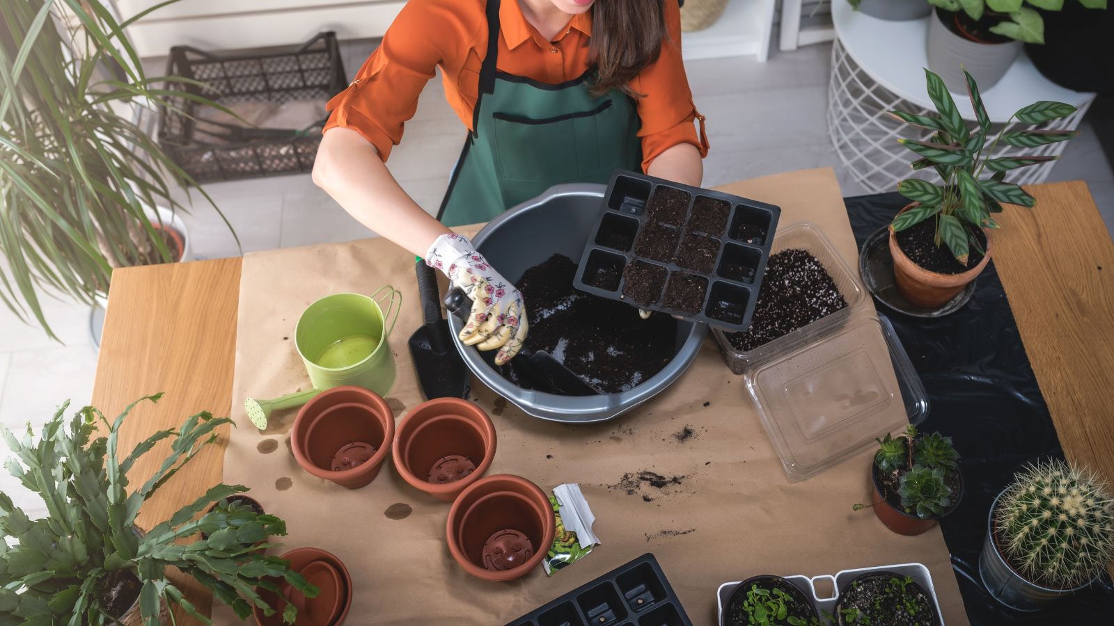 An overhead shot of a person using the process of seed-starting 101