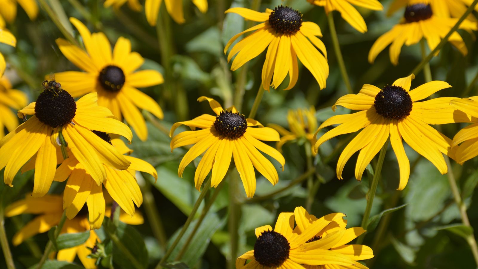 A close-up and focused shot of a composition of Black-Eyed Susan flowers showcasing its bright yellow petals and black core with a bee on top of one flower feeding on its nectar in a well lit area outdoors.