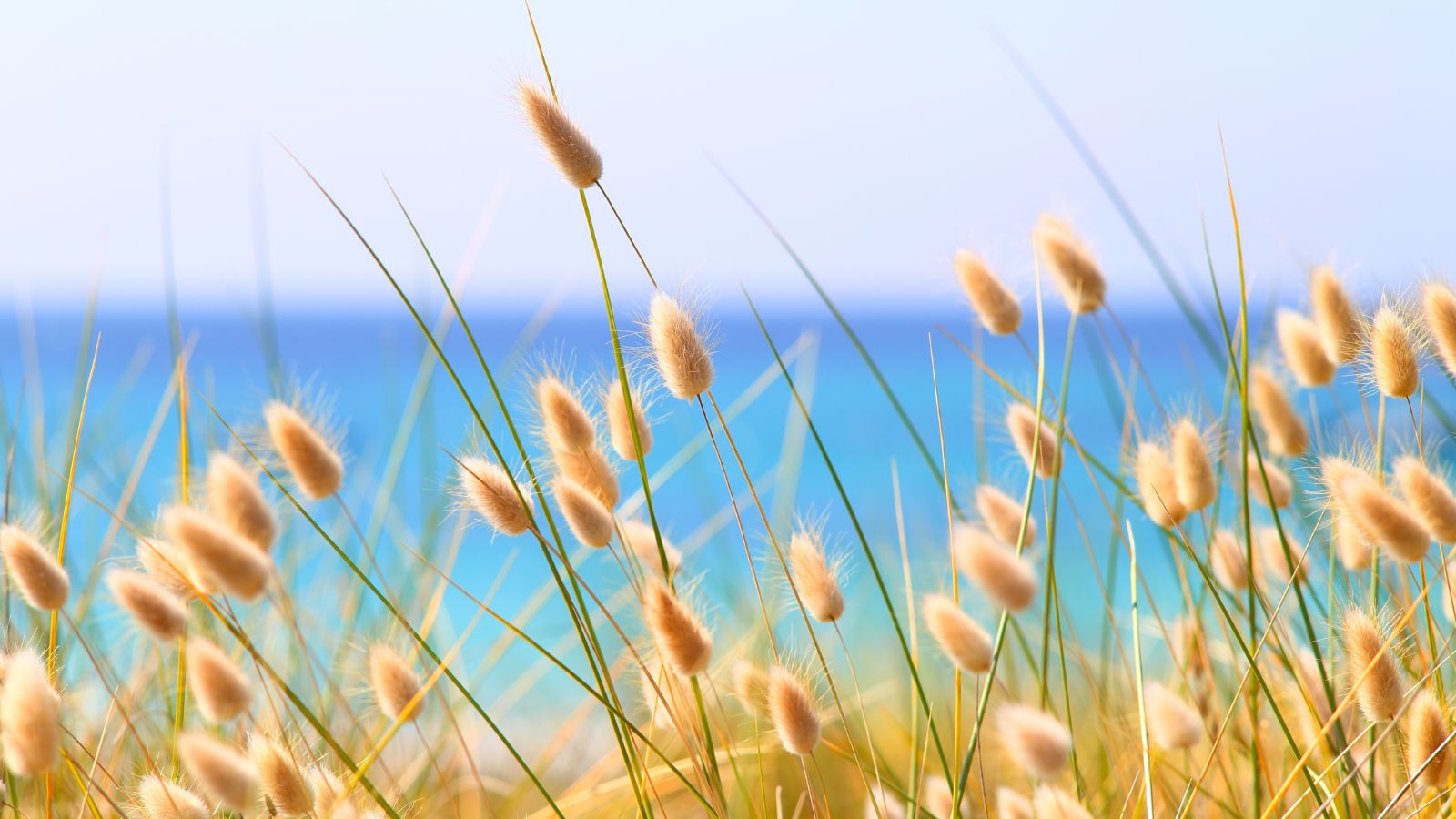 A shot of a composition of the ornamental grass called Bunny Tails Grass, showcasing its fluffy flowerheads, all situated in a bright sunny beachside area outdoors