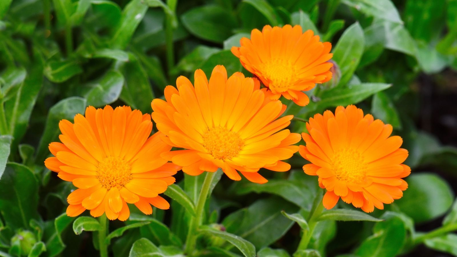 A close-up shot of Calendula blooms, showcasing its orange-yellow colored petals and green sturdy stems, all placed in a well lit area outdoors