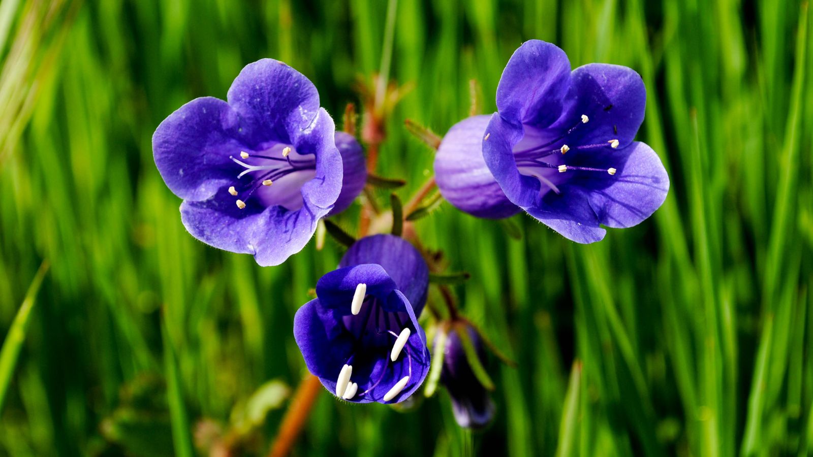 A close-up shot of a three blooms of the California Bluebells, showcasing its blue-purple petals, all placed in a well lit area outdoors