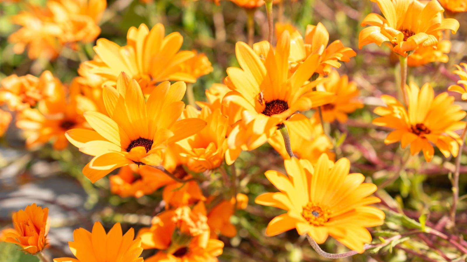 A close-up and focused shot of several Cape Marigolds, showcasing the bright and warm color of orange to yellow, situated in a bright sunny area outdoors