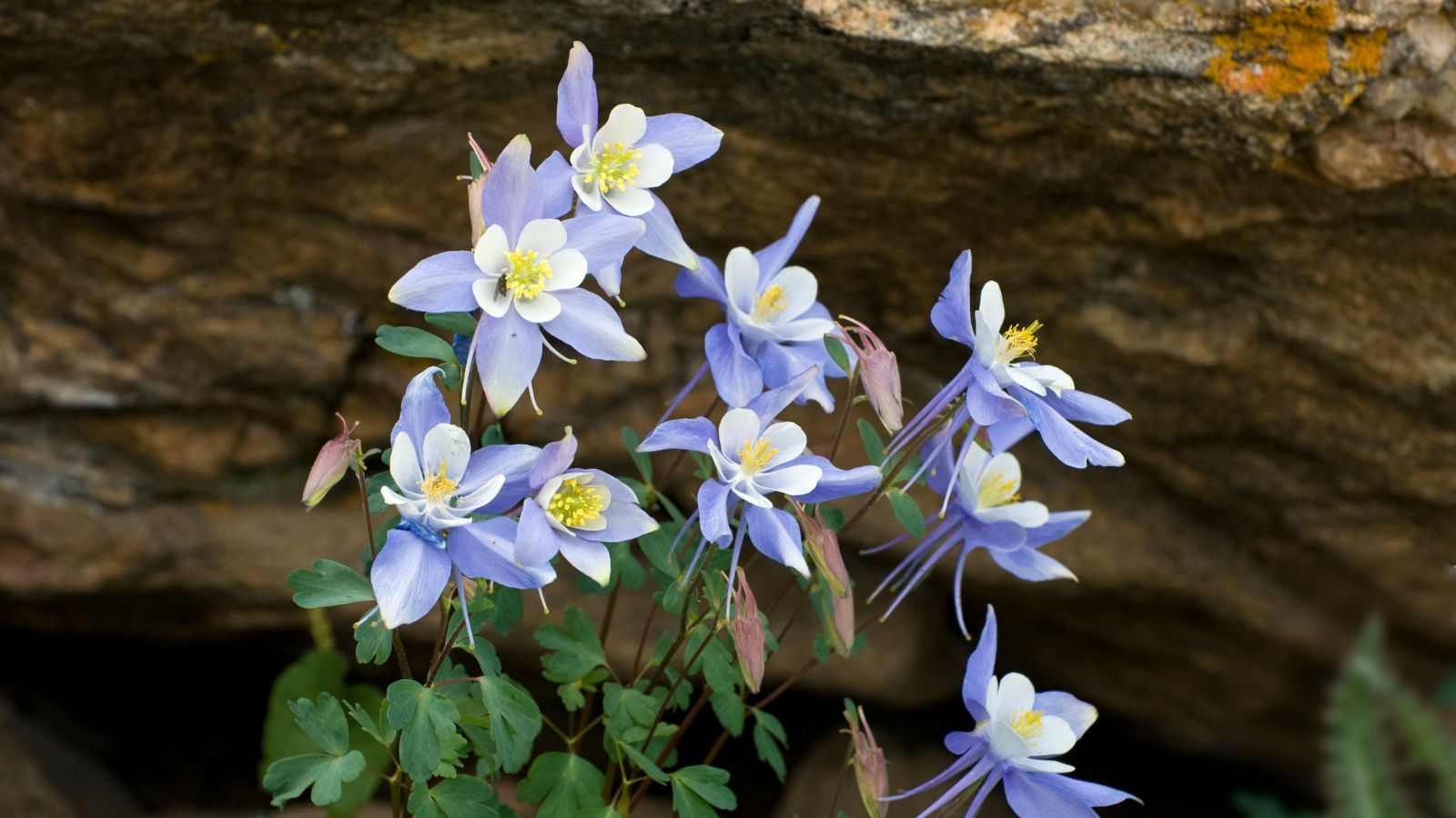 A close-up shot of blue Columbine flowers showcasing their unique blooms and green leaves in a well lit area outdoors.