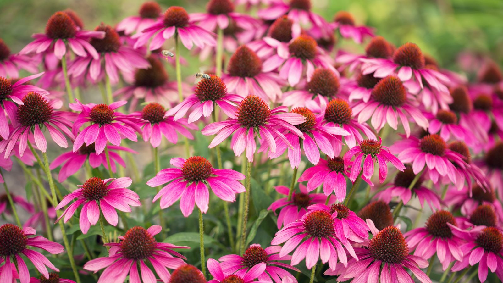 A shot of a composition of pink Echinacea showcasing their vivid petals and large centers, along with several bees feeding on its nectar in a well lit area outdoors