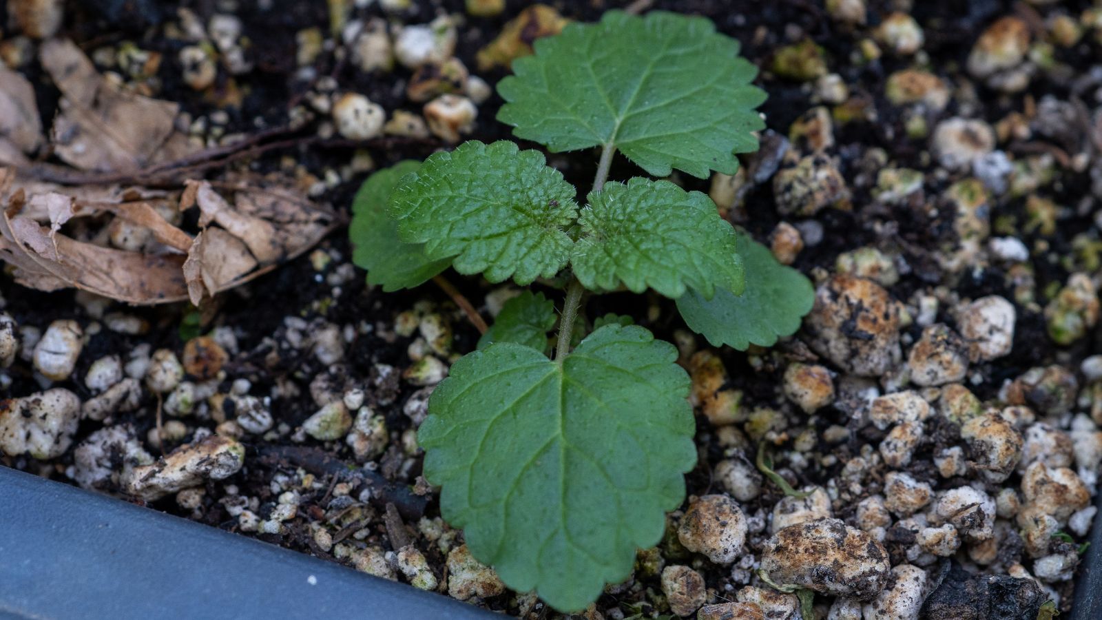 A close-up shot of a seedling of a plant that is placed on textured soil of a potting mix in a well lit area