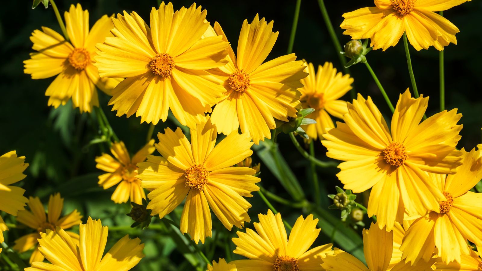 Overhead shot of yellow colored Coreopsis flowers alongside its green foliage in a well lit area