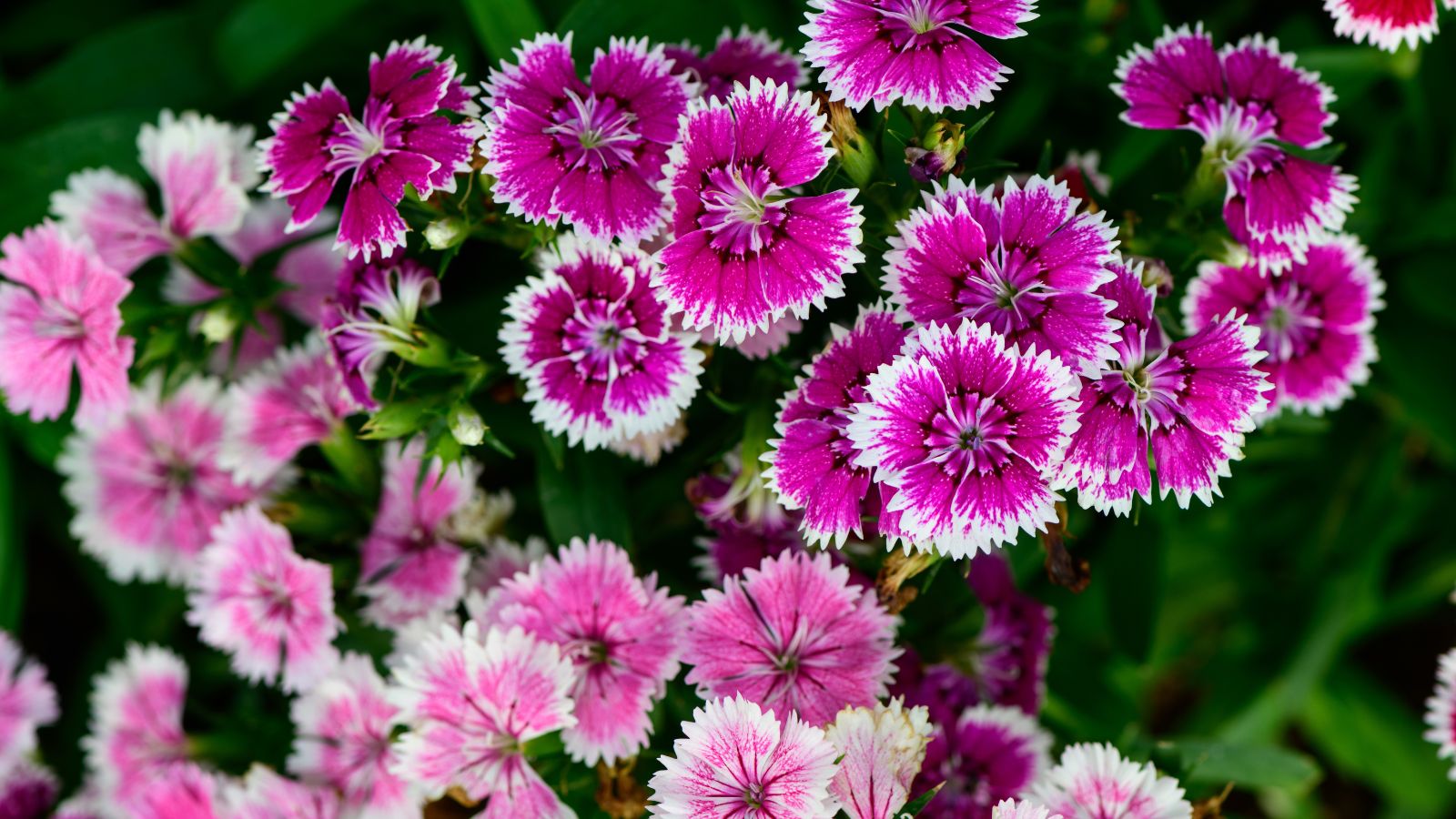 A shot of a composition of pink Dianthus showcasing its unique fan-like petals and green stems, all situated in a well lit area outdoors