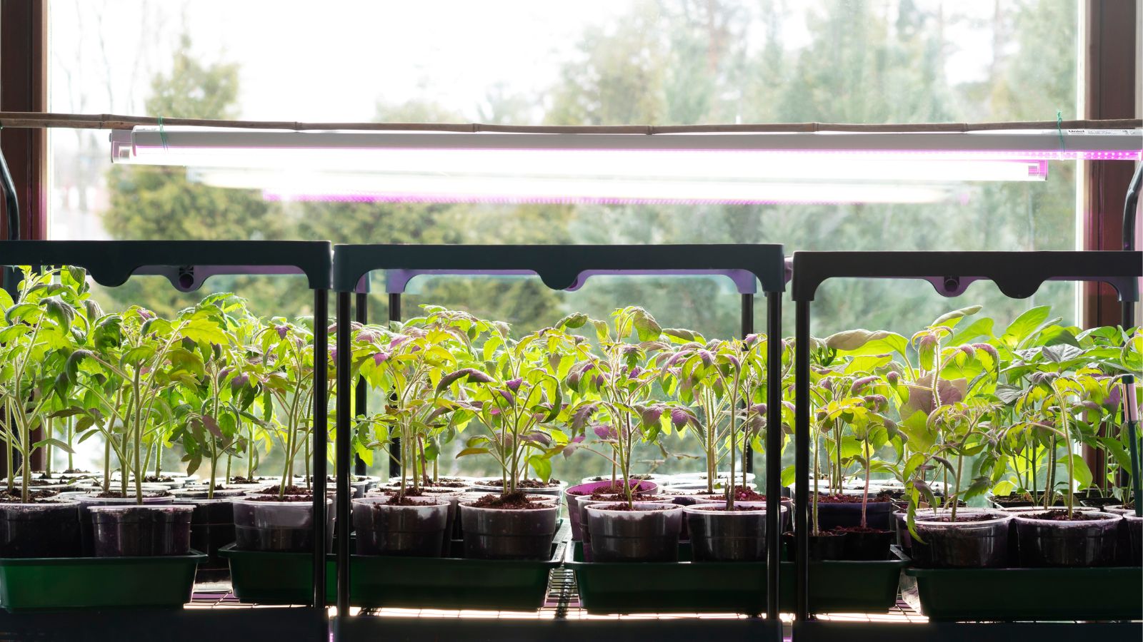 A shot of a grow light above several germination tray near a window in a well lit area