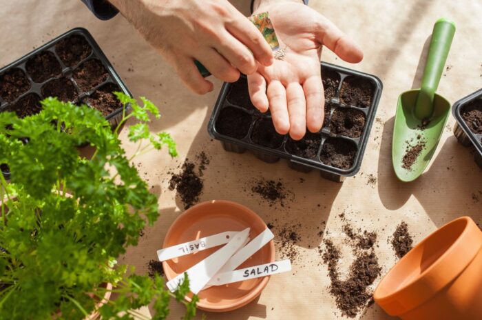 An overhead shot of a person in the process of start seeds indoors