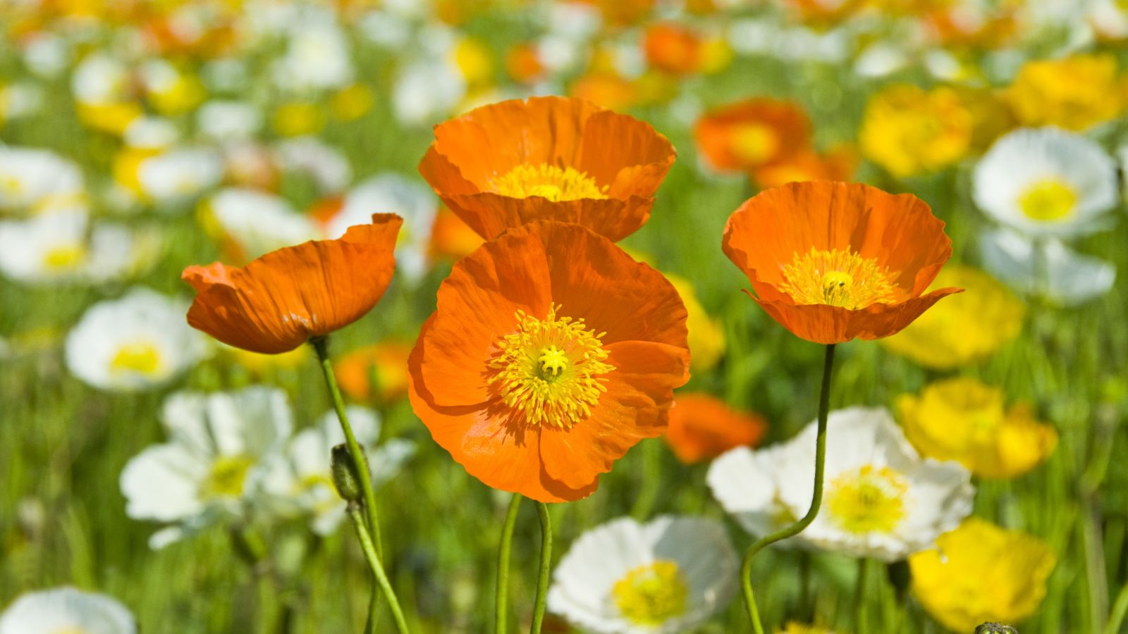 A shot of a small field of Iceland Poppies, showcasing its bright colors and delicate petals, all situated in a well lit area outdoors