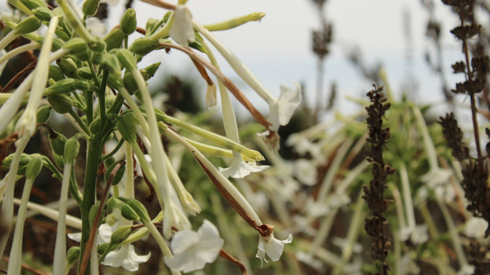 A close-up shot of the Indian Peace Pipe Nicotiana flower, showcasing its white drooping tubular-shape flowers along with other foliage in the background, all situated in a well lit area outdoors