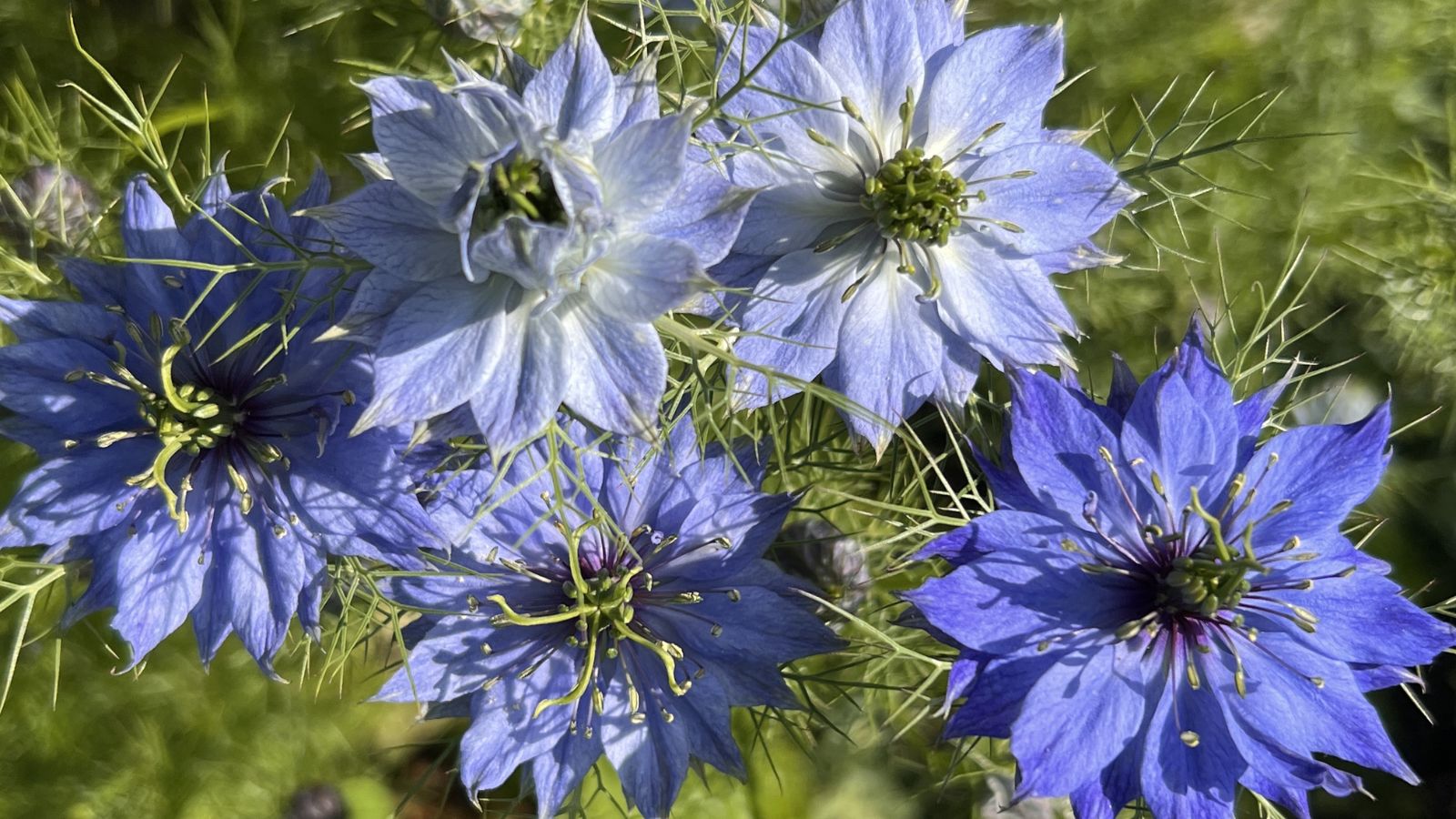 A close-up and focused shot of Miss Jekyll Blend Love-In-A-Mist flowers, showcasing its baby blue and light-purple colored lacy flowers that is situated in a well lit area outdoors