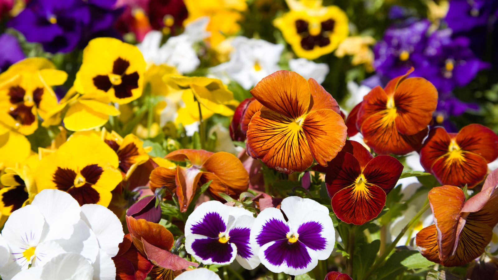 A shot of a decorative composition of multiple different Pansies and Violas, showcasing its varying colors and appearance, all situated in a well lit area outdoors