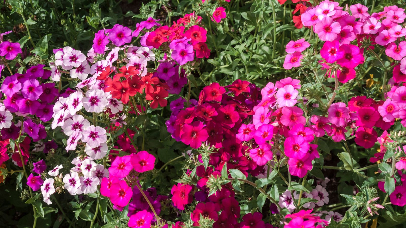 A shot of a composition of Phlox flowers with colors ranging from red, and pin, alongside its green foliage in a well lit area outdoors