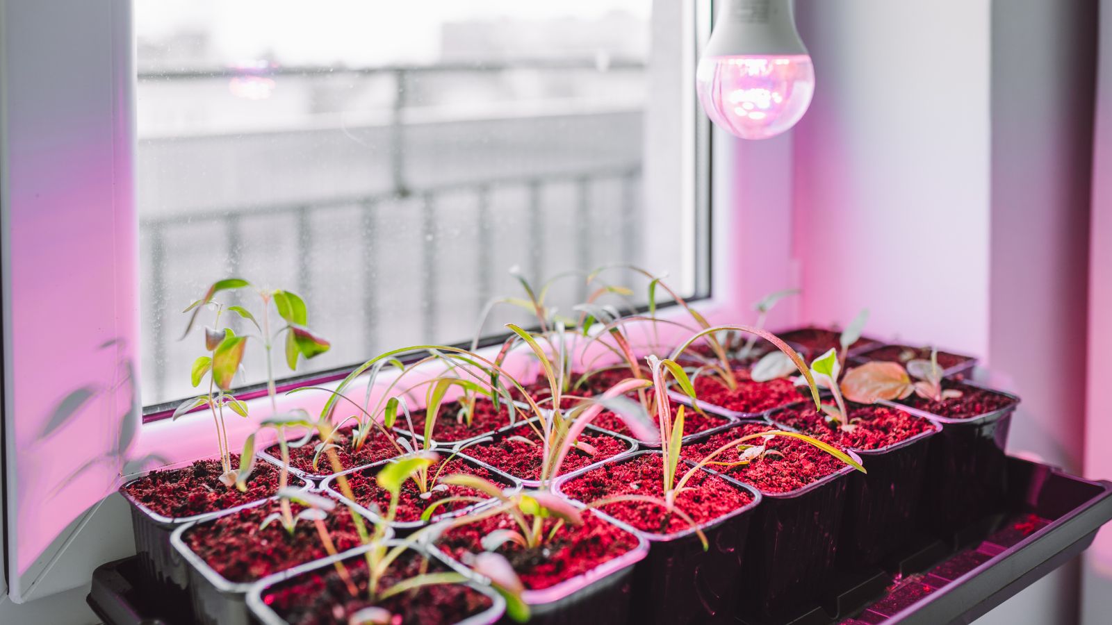 A shot of growing seedlings that is placed in individual pots on a tray under a UV LED grow light near a window in a well lit area