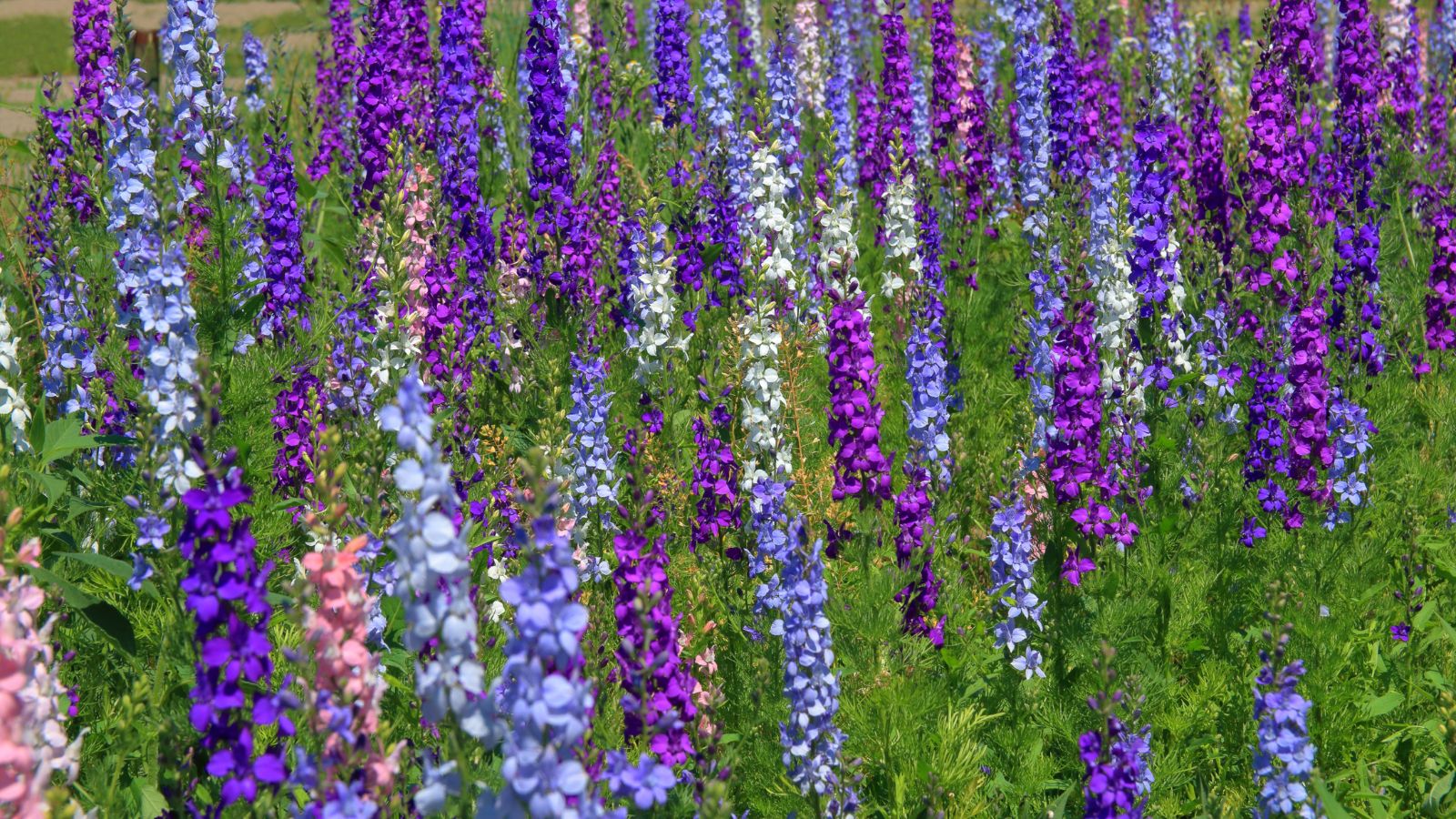 A shot of a small field of Shades of Blue Larkspur flowers, showcasing their purple to blue colored flower stalks and lush green leaves, all situated in a well lit area outdoors