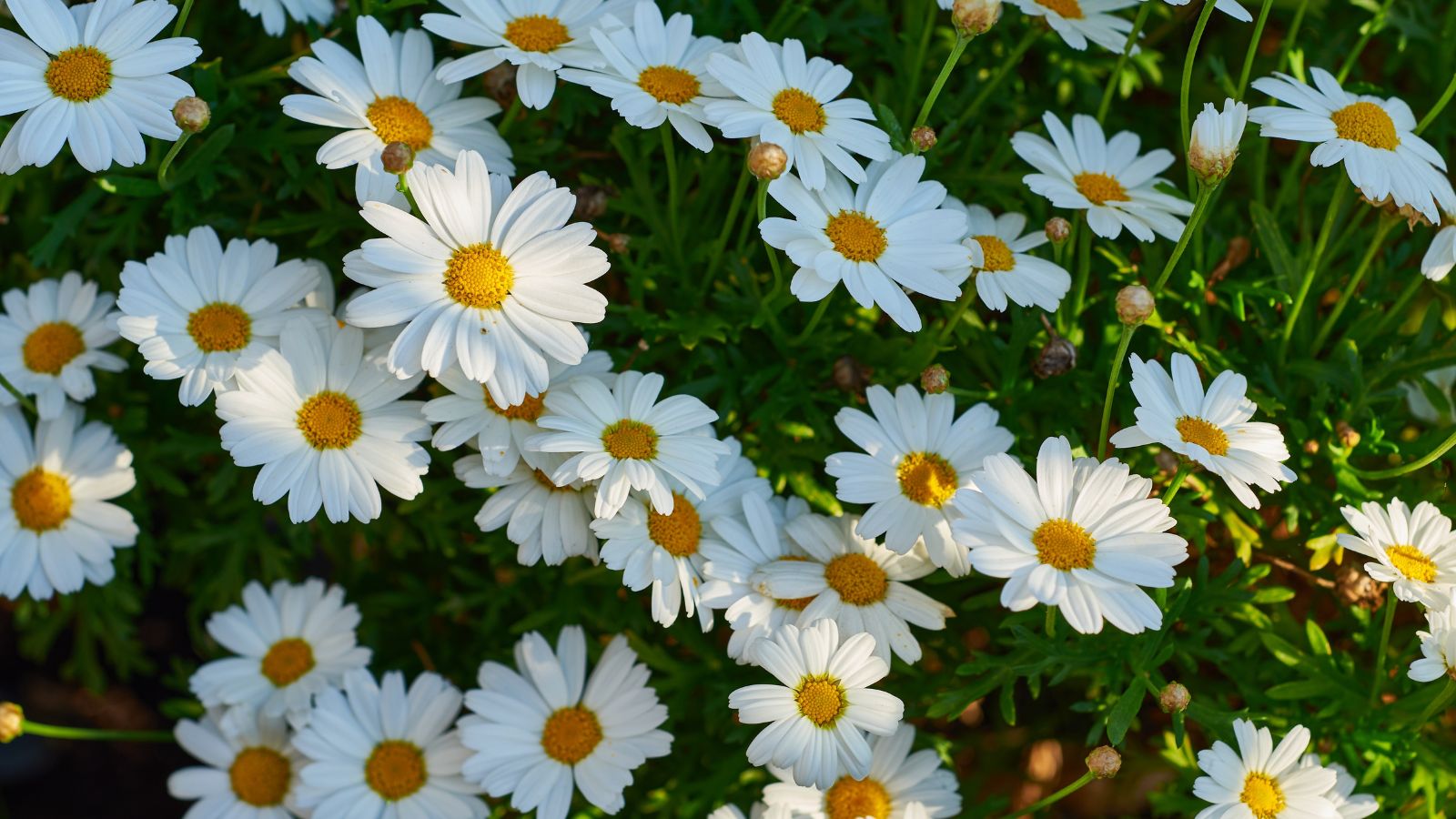 A close-up shot of a field of Shasta Daisies showcasing its white petals, yellow core and green stems all situated in a well lit area outdoors