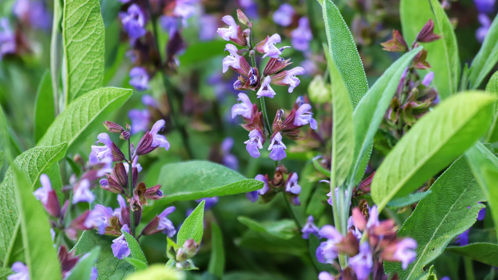 Broadleaf sage close up with lavender blooms and soft green leaves for harvesting. 