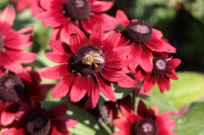 Close up of deep red Cherry Brandy black-eyed Susan blooms, with a bee visiting the center flower.