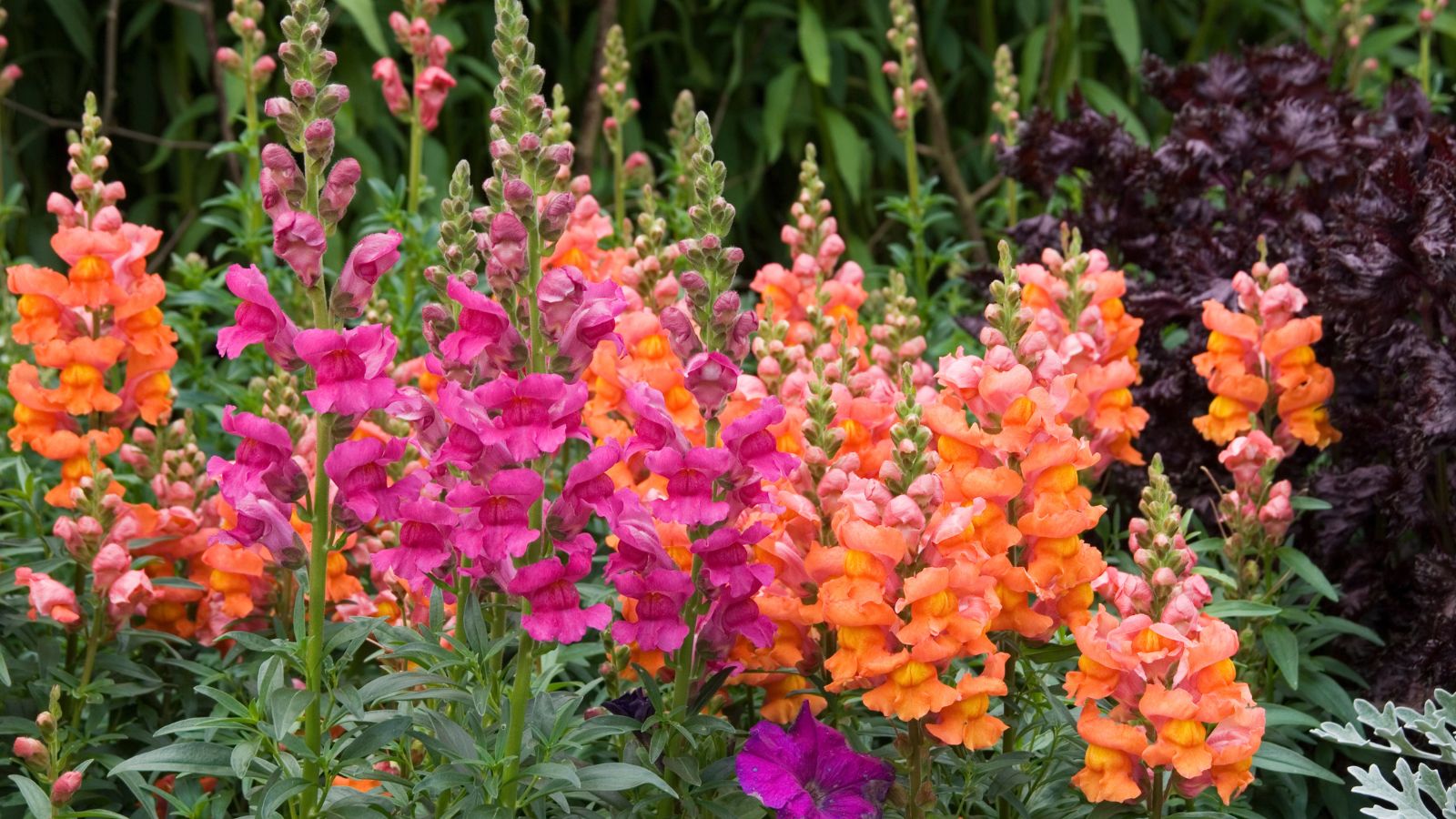 A shot of a compositiong of Snapdragons, showcasing its tall stalks and delicate bright colored petals in a well lit area