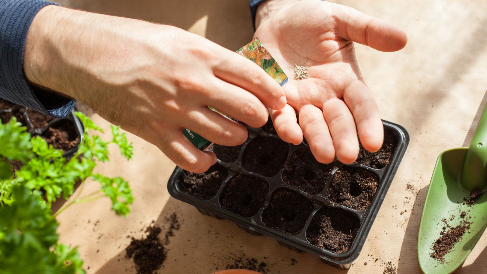 An overhead shot of a person's hand holding a packet of germs and pouring them on the other hand, in the process of sowing them in a black tray in a well lit area