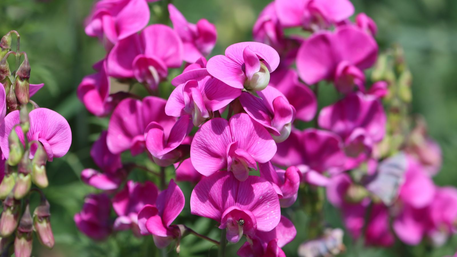 A close-up shot of a fragrant and bright pink colored Sweet Pea, showcasing its delicate petals all placed in a well lit area outdoors