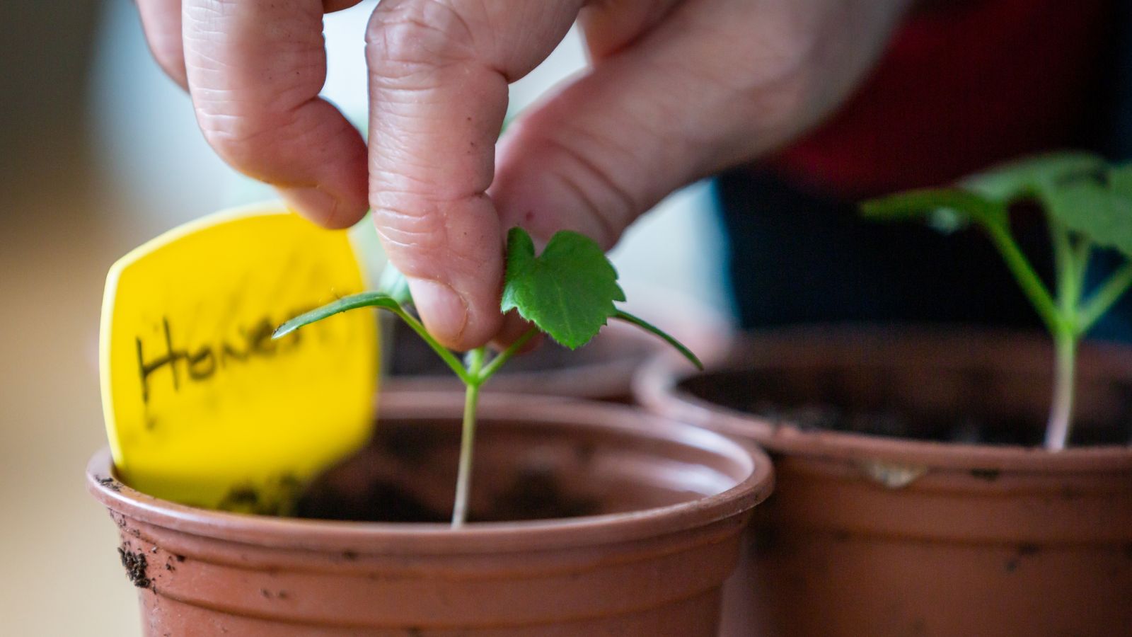 A shot of a person's hand in the process of pinching the tops of growing plant sprouts that is placed in individual nursery pots in a well lit area