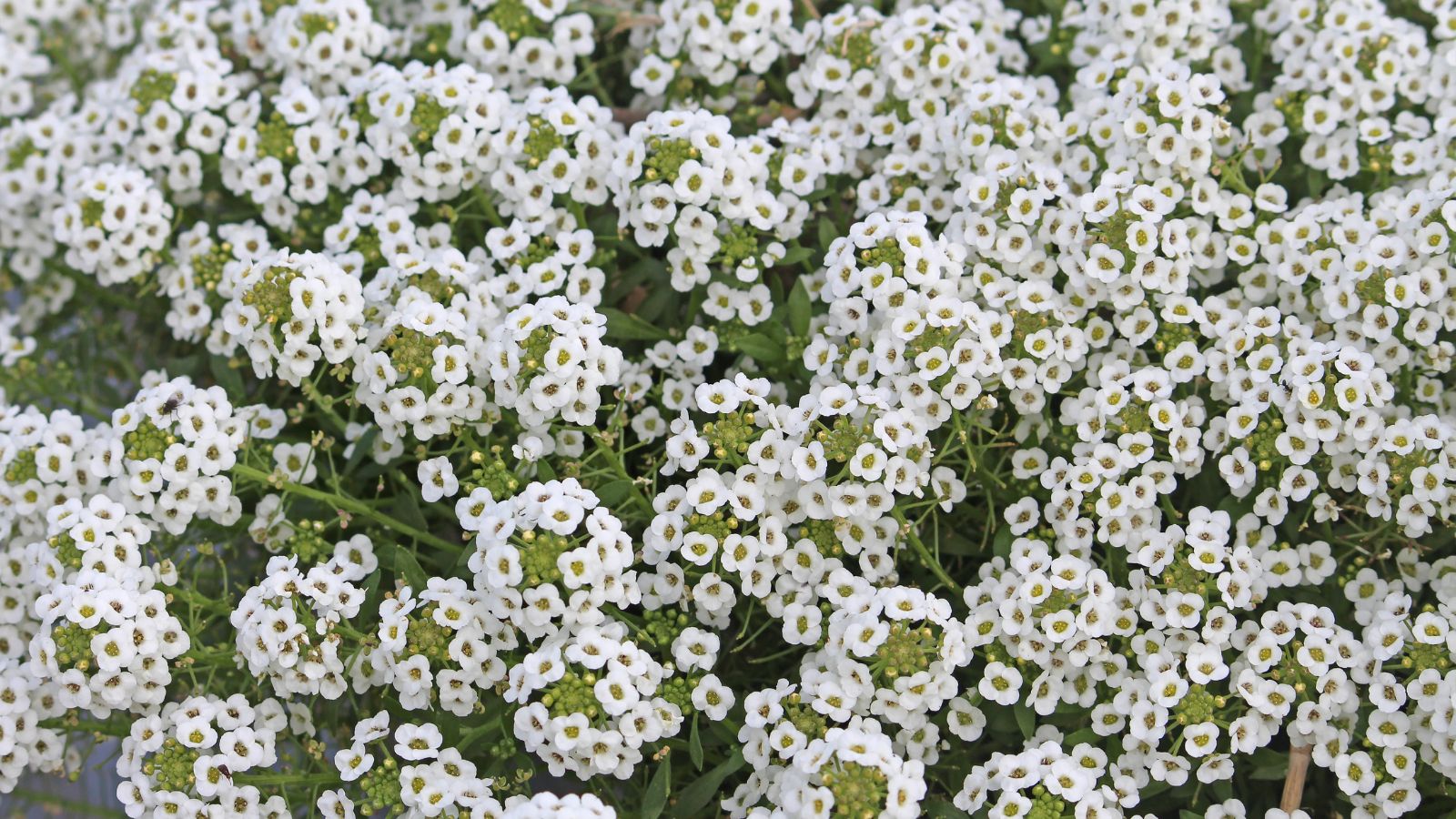 An overhead shot of a composition of multiple clusters of Tiny Tim Sweet Alyssum, showcasing its tiny clusters in in the shade of white and light green, all situated in a well lit area outdoors